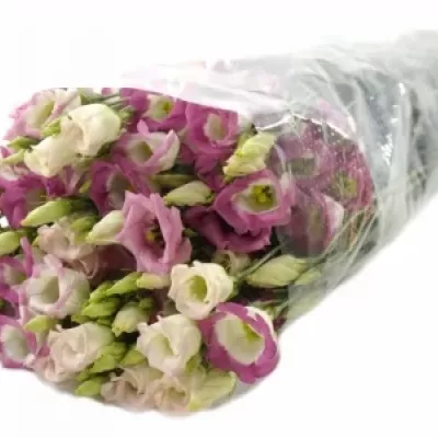 Jícnovka ADOM RED PICO