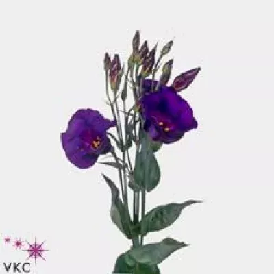 Jícnovka E ASENKA 75cm/5+