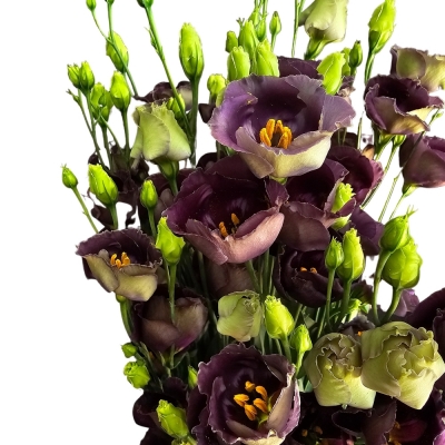 Jícnovka E BOHEMIAN BLACK VIOLET 70cm / 5 +