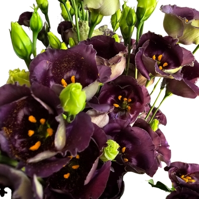 Jícnovka E BOHEMIAN BLACK VIOLET 70cm / 5 +