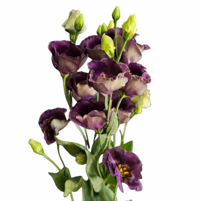 Jícnovka E BOHEMIAN BLACK VIOLET 70cm / 5 +