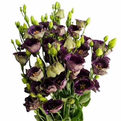 Jícnovka E BOHEMIAN BLACK VIOLET 70cm / 5 +