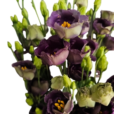 Jícnovka E BOHEMIAN BLACK VIOLET 70cm / 5 +
