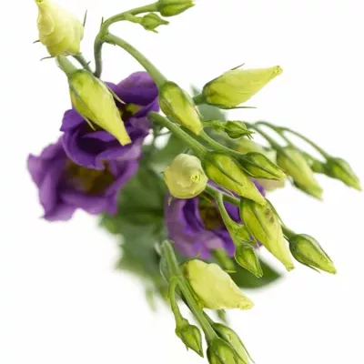 Jícnovka E CADENCE MISTY BLUE 75cm/5+