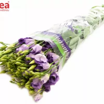 Jícnovka E CADENCE MISTY BLUE 75cm/5+