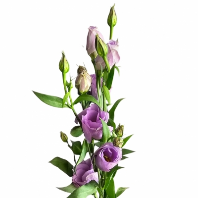 Jícnovka E CARI LAVENDER 