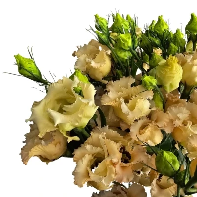 Jícnovka E FALDA APRICOT 65cm