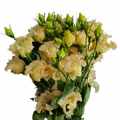 Jícnovka E FALDA APRICOT 65cm