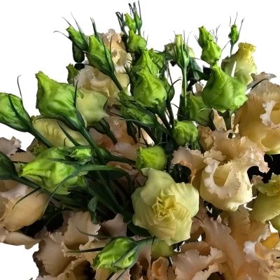 Jícnovka E FALDA APRICOT 65cm