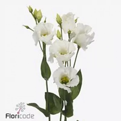 Jícnovka E FALDA WHITE 70cm/5+