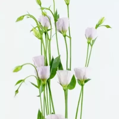 Jícnovka E FIORETTI BLUE RIM 70cm/5+