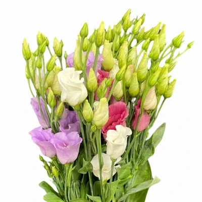 Jícnovka RUSSELIANUM E MIX 55cm/5+