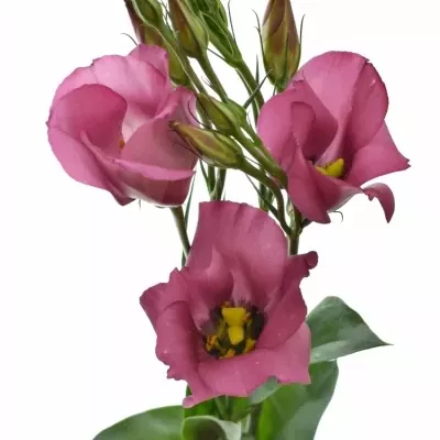 Jícnovka E PICCOLO RED 70cm/5+