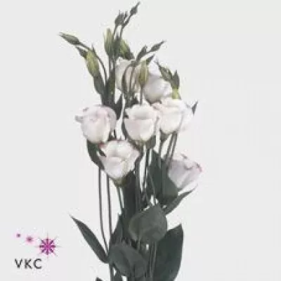 Jícnovka E PICCOLO PICOTEE PINK 75cm/5+