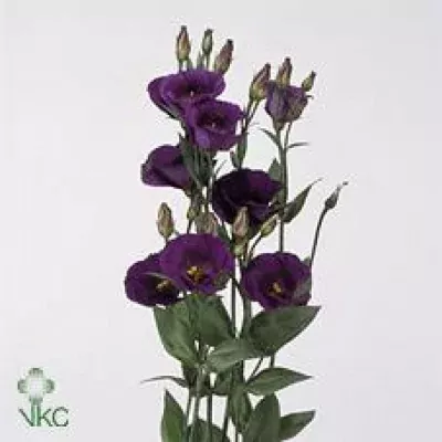 Jícnovka E PICCOLO PURPLE 60cm/3+