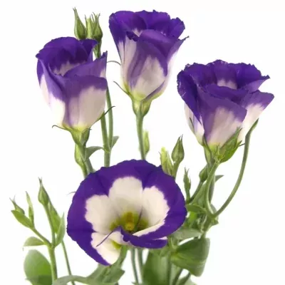 Jícnovka E PICCOLO BLUE RIM 65cm/5+