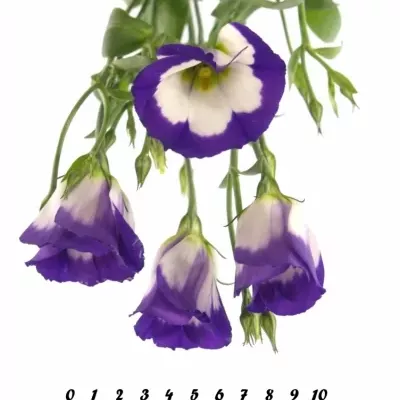 Jícnovka E PICOLLO BLUE RIM