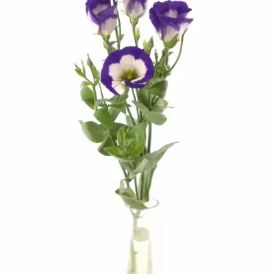 Jícnovka E PICOLLO BLUE RIM