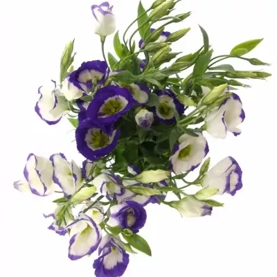 Jícnovka E PICOLLO BLUE RIM