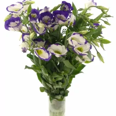 Jícnovka E PICOLLO BLUE RIM