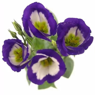 Jícnovka E PICOLLO BLUE RIM