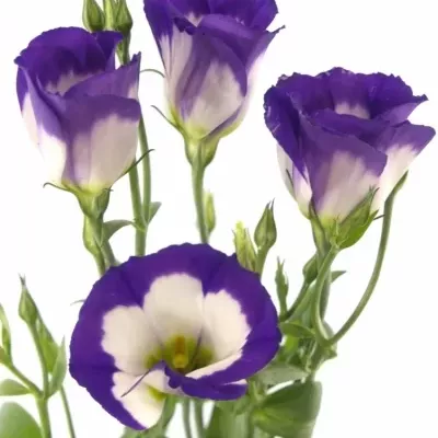 Jícnovka E PICOLLO BLUE RIM