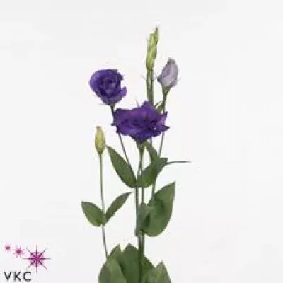 Jícnovka G ADVANTAGE PURPLE 80cm/5+