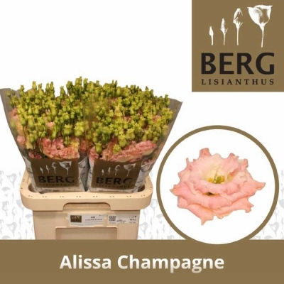 Jícnovka G ALISSA CHAMPAGNE 70cm/5+