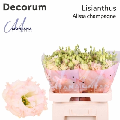 Jícnovka G ALISSA CHAMPAGNE 70cm/5+