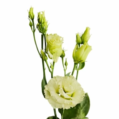 Jícnovka G ALISSA GREEN