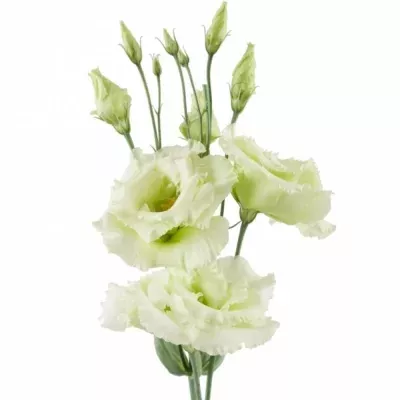 Jícnovka G ALISSA GREEN