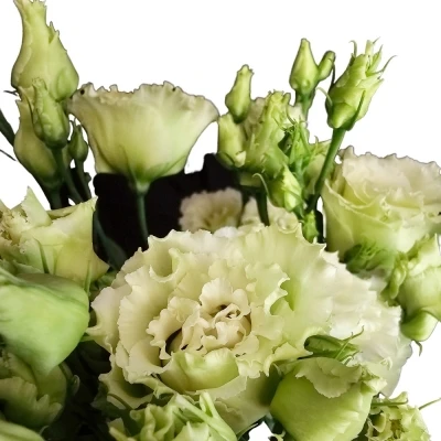 Jícnovka G ALISSA GREEN