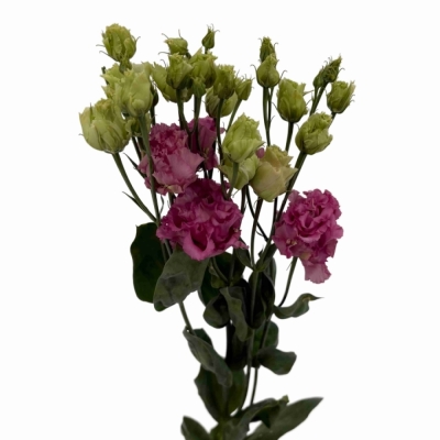 Jícnovka G ALISSA ROSE PINK