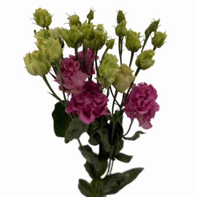 Jícnovka G ALISSA ROSE PINK