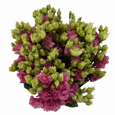 Jícnovka G ALISSA ROSE PINK