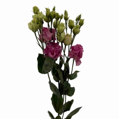 Jícnovka G ALISSA ROSE PINK