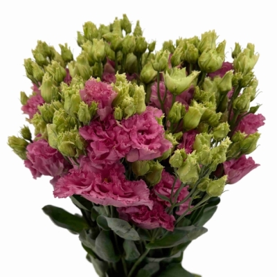 Jícnovka G ALISSA ROSE PINK