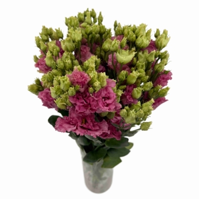 Jícnovka G ALISSA ROSE PINK