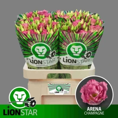 Jícnovka RUSSELLIANUM G ARENA CHAMPAGNE 70 cm / 5+