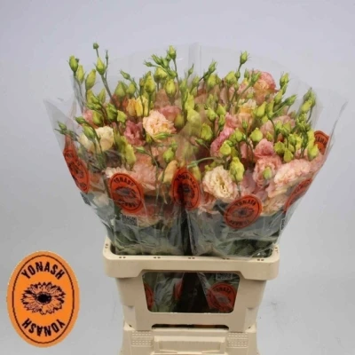 Jícnovka G ARENA CHAMPAGNE