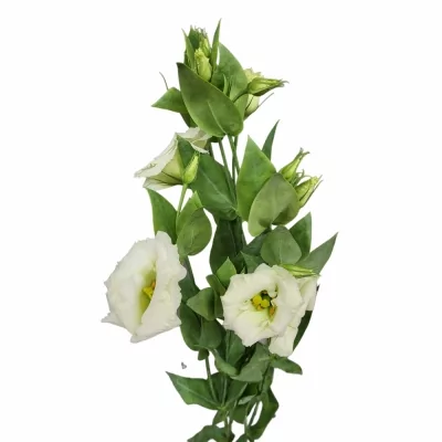 Jícnovka G ARENA GREEN 60cm/4+