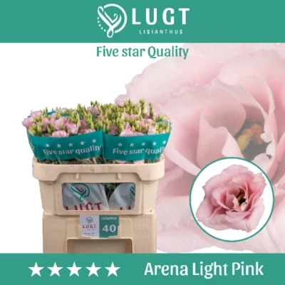 Jícnovka G ARENA LIGHT PINK 70cm/5+