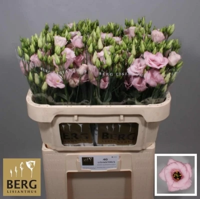 Jícnovka G ARENA LIGHT PINK