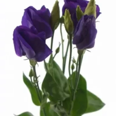 Jícnovka G ARENA PURPLE NIGHT 70cm/5+