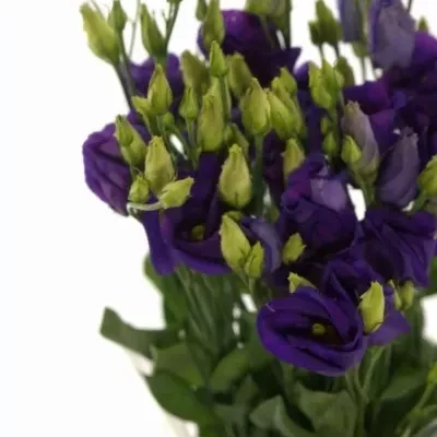 Jícnovka G ARENA PURPLE NIGHT