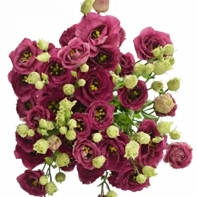 Jícnovka G AROSA RED 10cm/5+