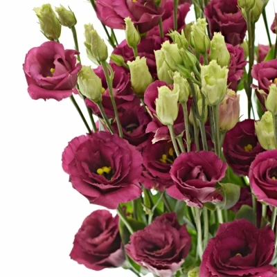 Jícnovka G AROSA RED 10cm/5+