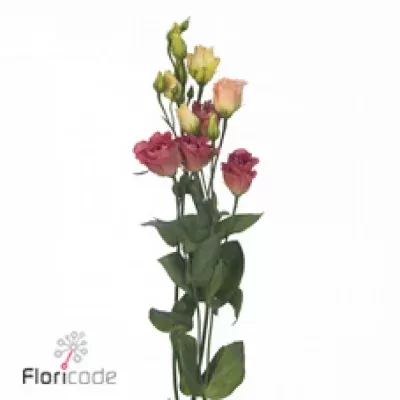 Jícnovka G AUBE COCKTAIL CHAMPAGNE 70cm/4+