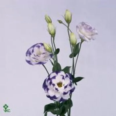 Jícnovka G BALBOA BLUE RIM 65cm/5+