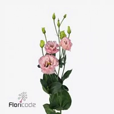 Jícnovka G CELEB PINK 70cm/5+